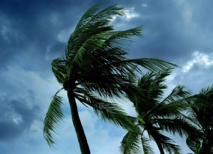 Palm trees blowing in strong wind. The sky above is stormy